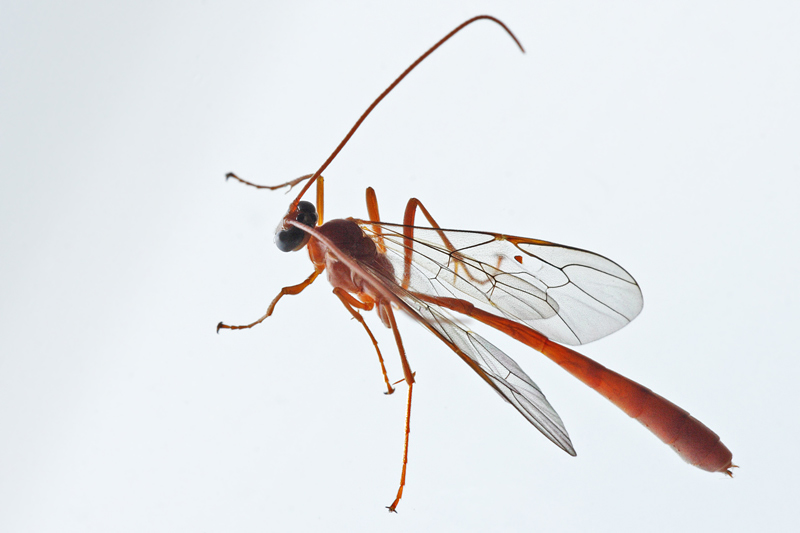 Verosimilmente Enicospilus sp. (Ichneumonidae-Ophioninae)